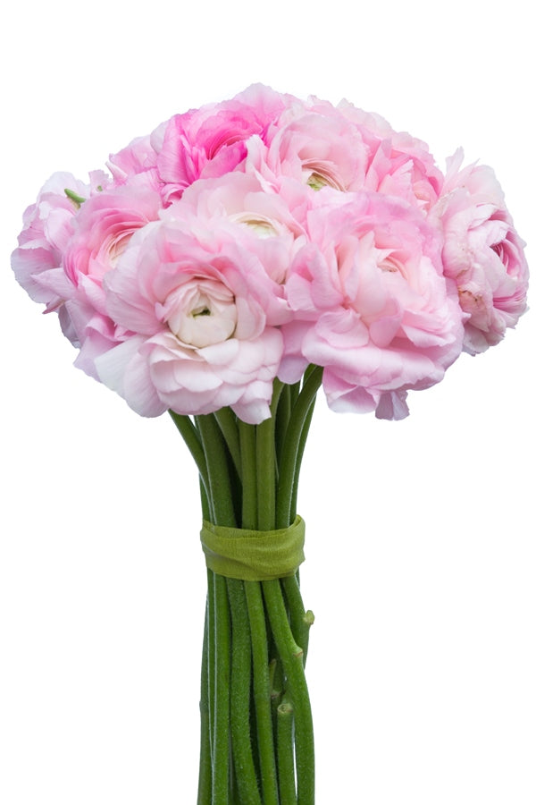 Light Pink Ranunculus (Flowers)