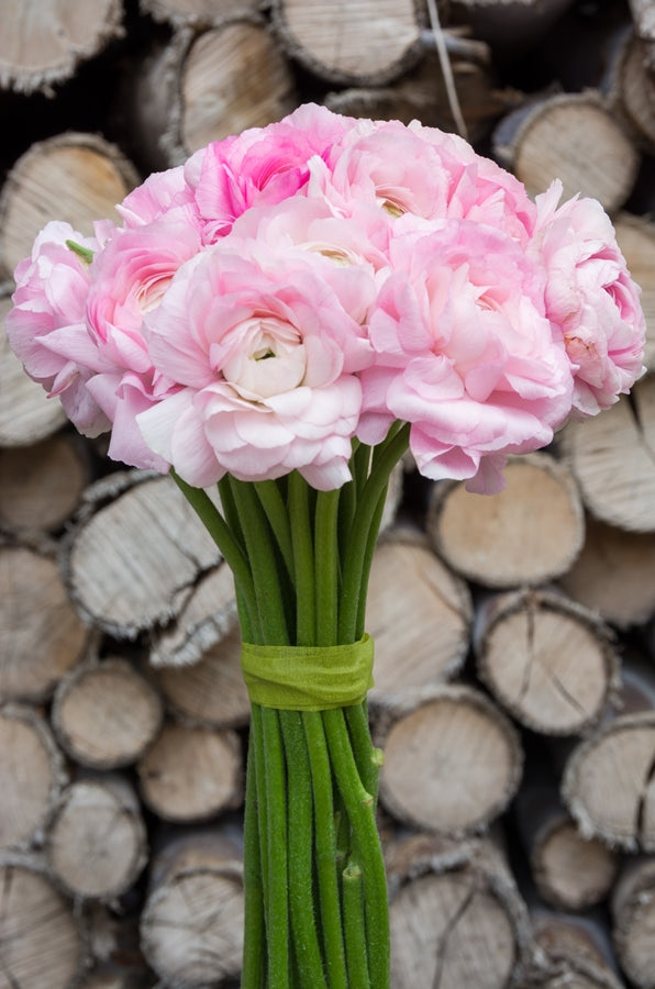 Light Pink Ranunculus (Flowers)