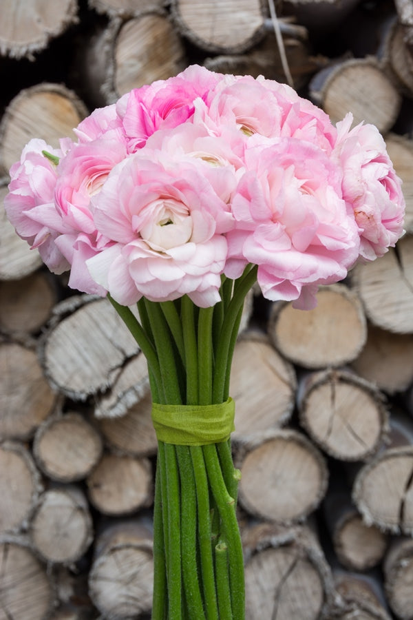 Light Pink Ranunculus (Flowers)