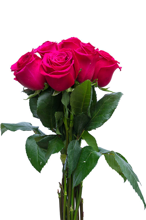 Hot Princess Pink Rose