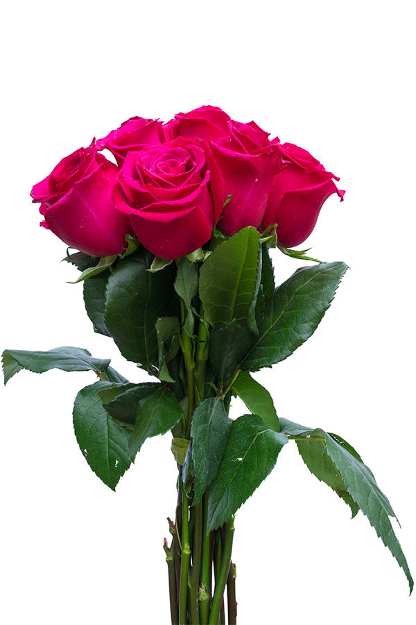 Hot Princess Pink Rose