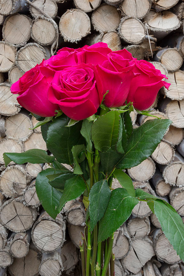 Hot Princess Pink Rose