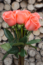 Amsterdam Rose