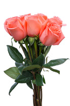 Amsterdam Rose