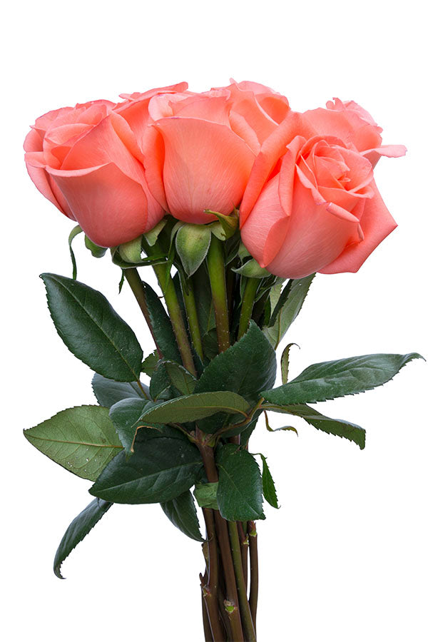 Amsterdam Rose
