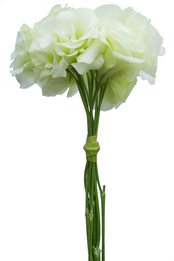 Lisianthus Green