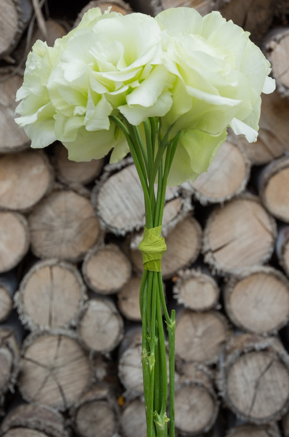 Lisianthus Green