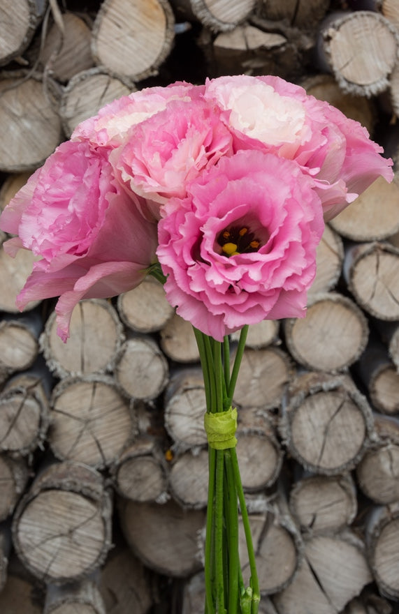 Lisianthus Pink