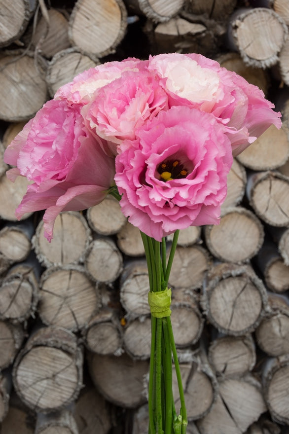 Lisianthus Pink