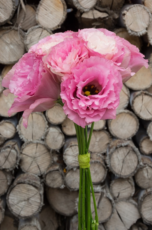 Lisianthus Pink