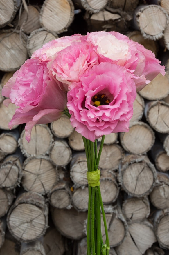 Lisianthus Pink