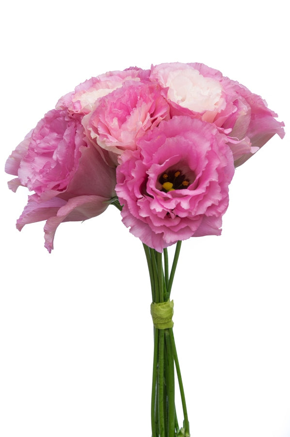 Lisianthus Pink