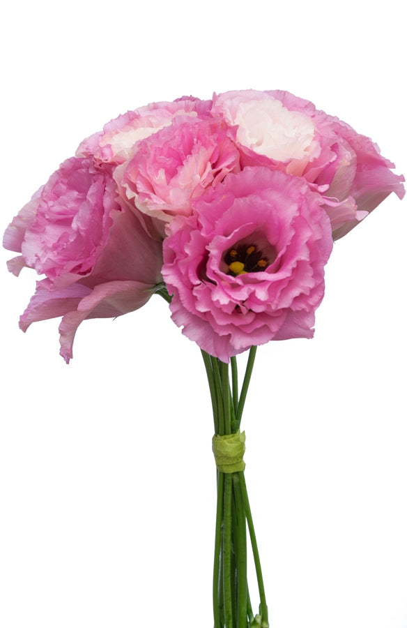Lisianthus Pink