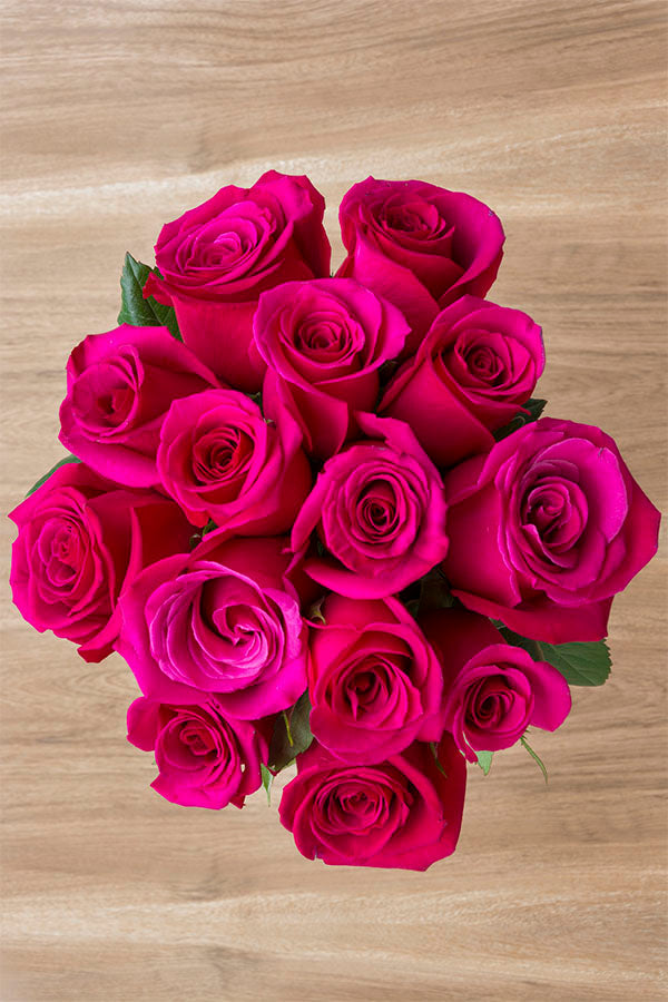 Hot Princess Pink Rose