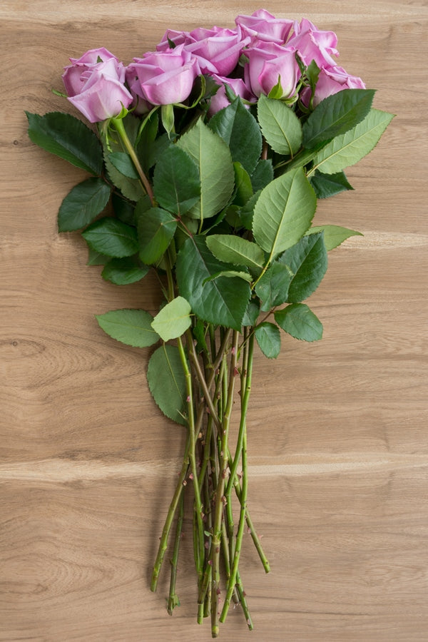 Blue Curiosa Rose