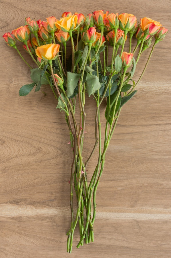 Orange Spray Roses