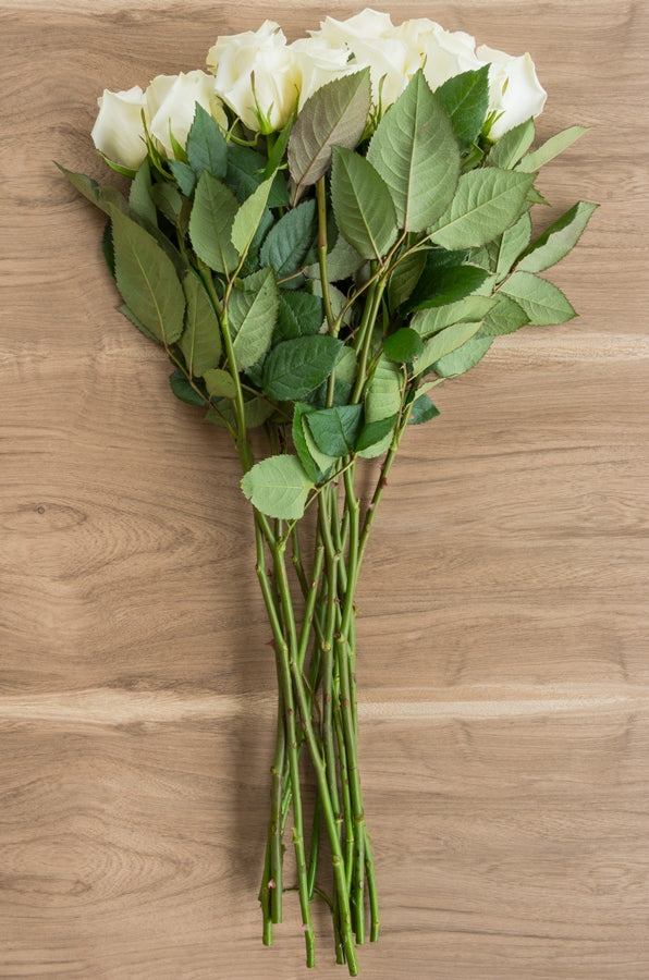 Escimo White Rose