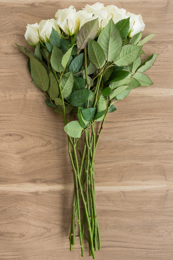 Escimo White Rose
