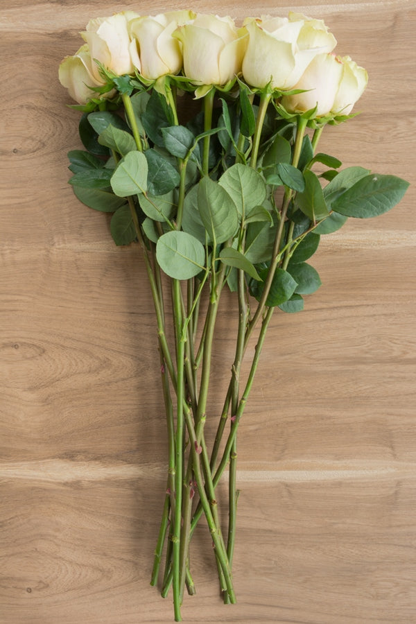 Vendela Rose