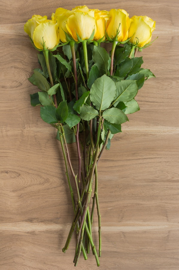 Gold Strike Yellow Rose