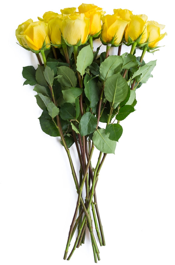 Gold Strike Yellow Rose