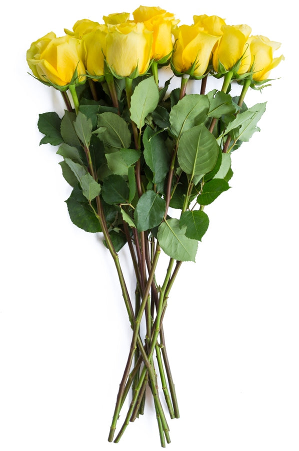 Gold Strike Yellow Rose