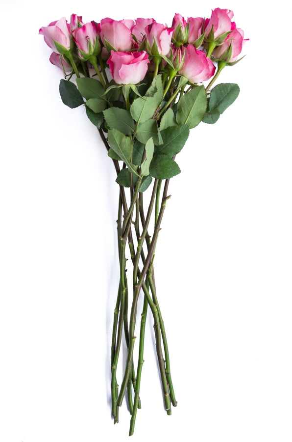 Pink & White Spray Roses