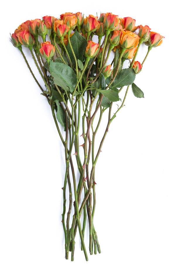Orange Spray Roses