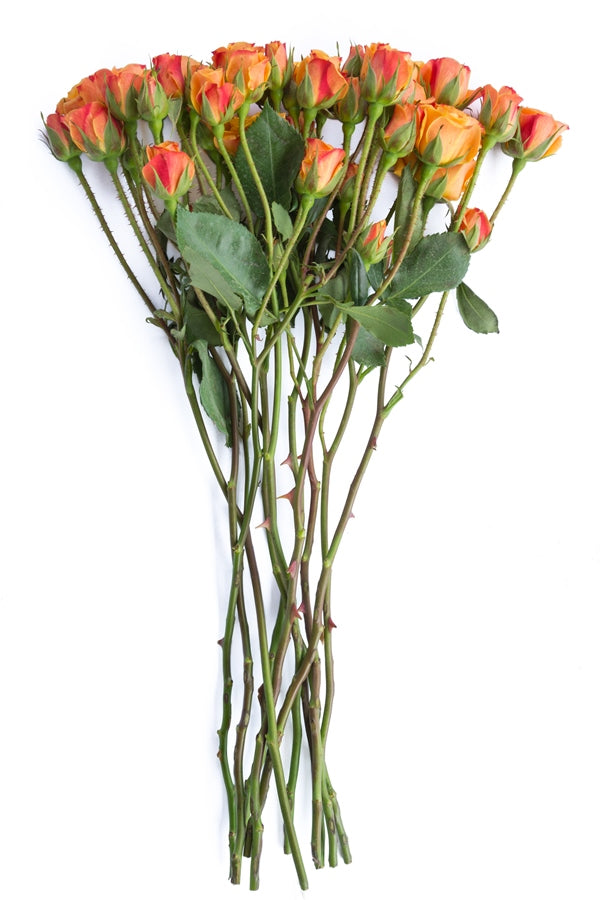 Orange Spray Roses