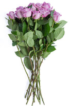 Blue Curiosa Rose