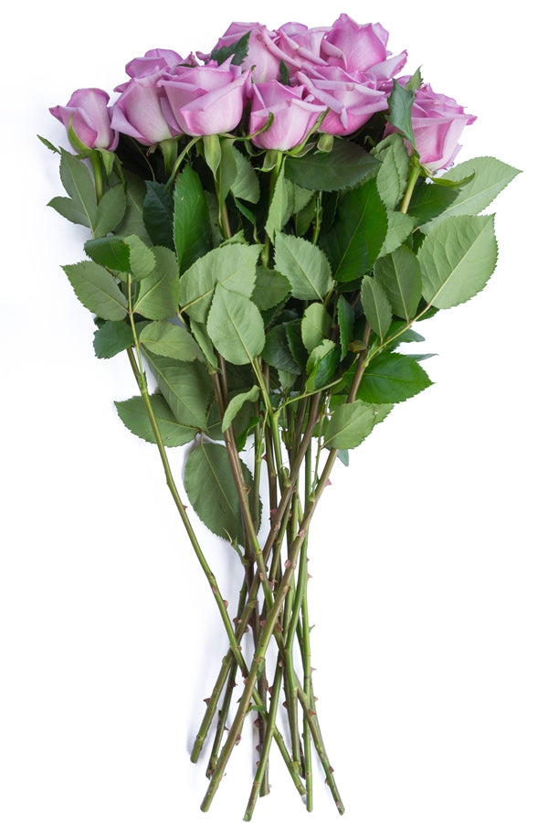 Blue Curiosa Rose