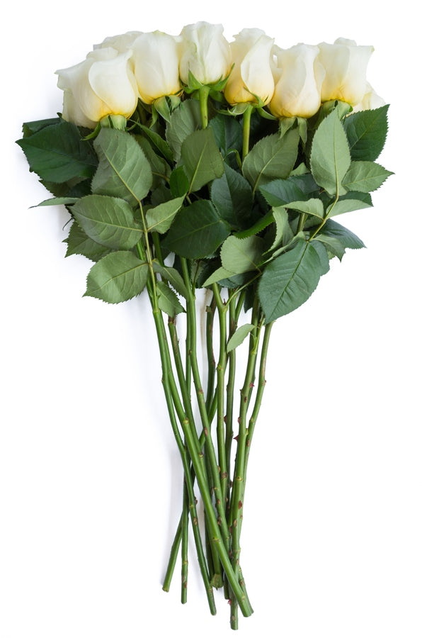 Creme de la Creme Rose
