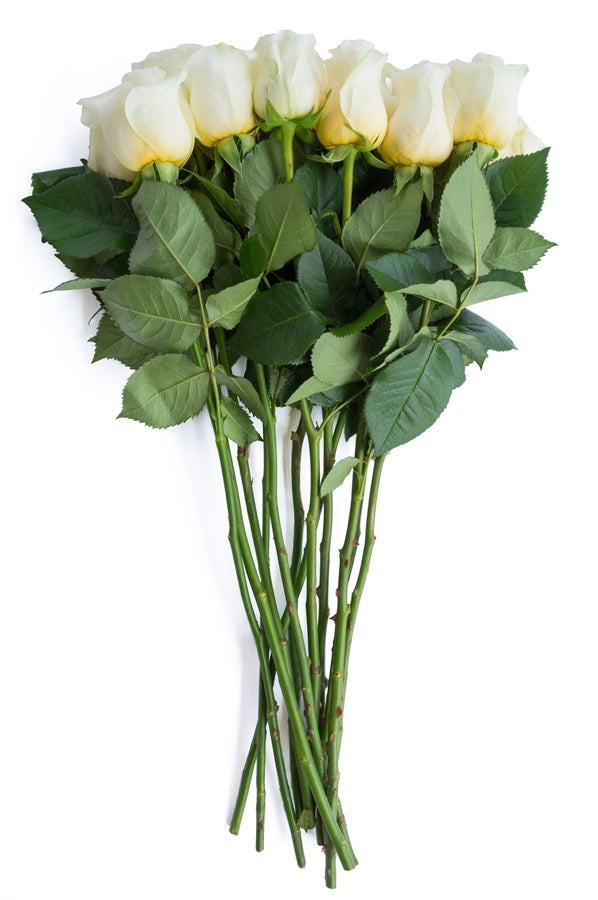 Creme de la Creme Rose