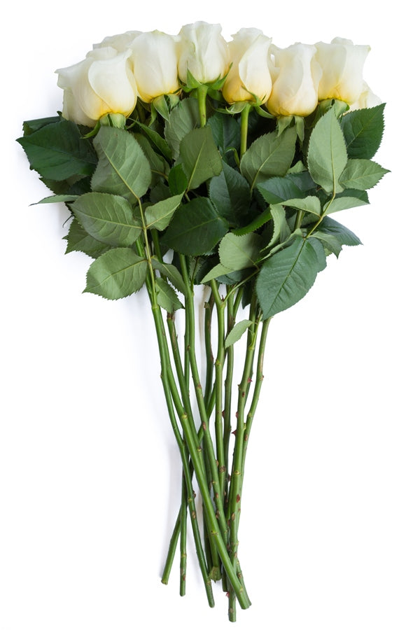 Creme de la Creme Rose