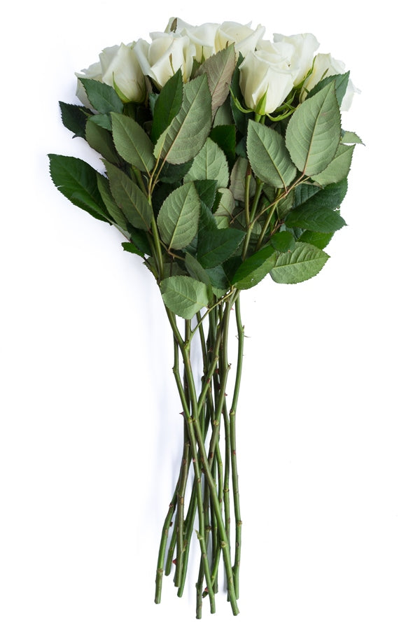 Escimo White Rose