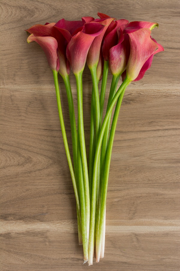 Red Mini Calla