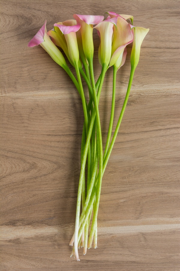 Light Pink Mini Callas