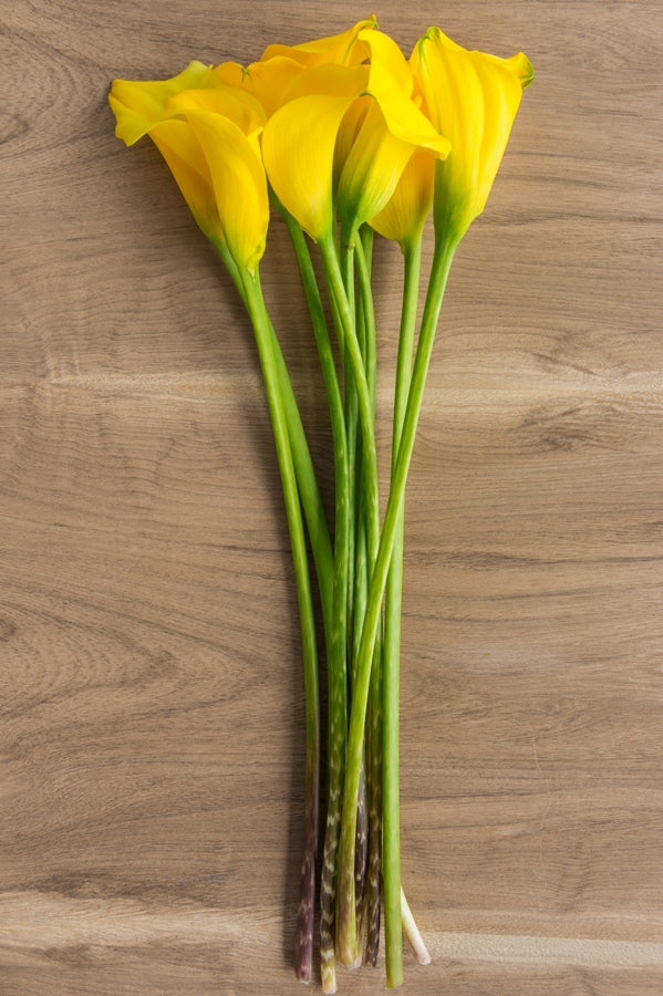 Yellow Mini Calla