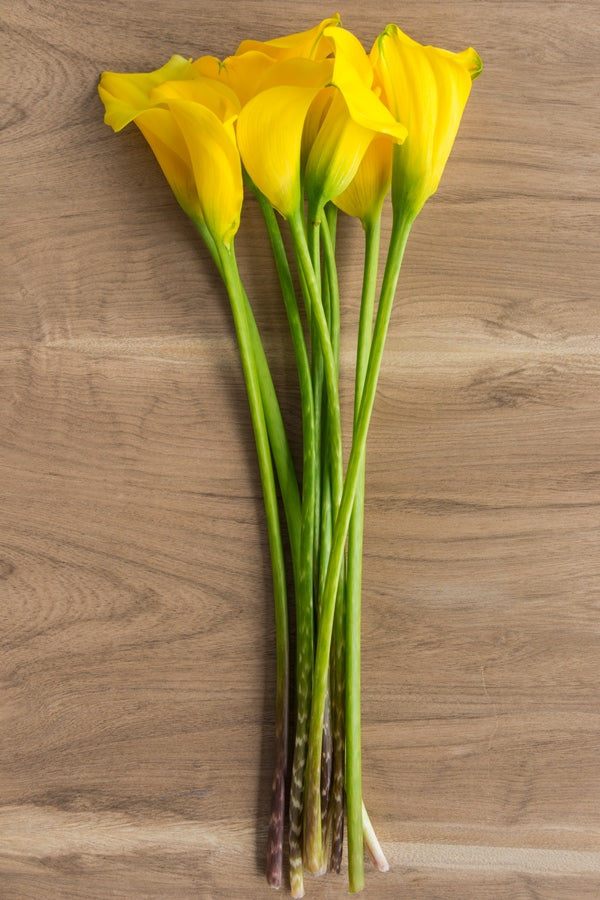 Yellow Mini Calla