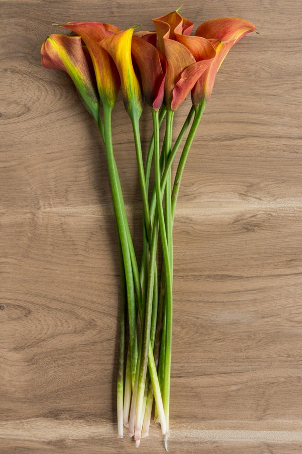Orange Mini Calla