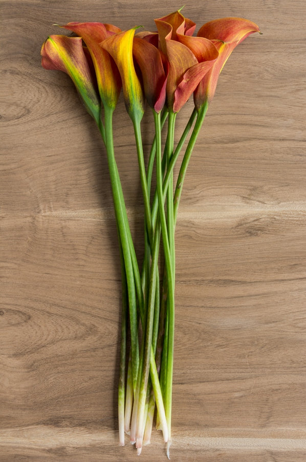 Orange Mini Calla