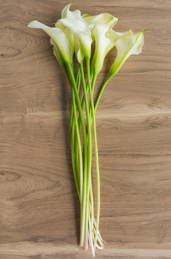 White Mini Calla