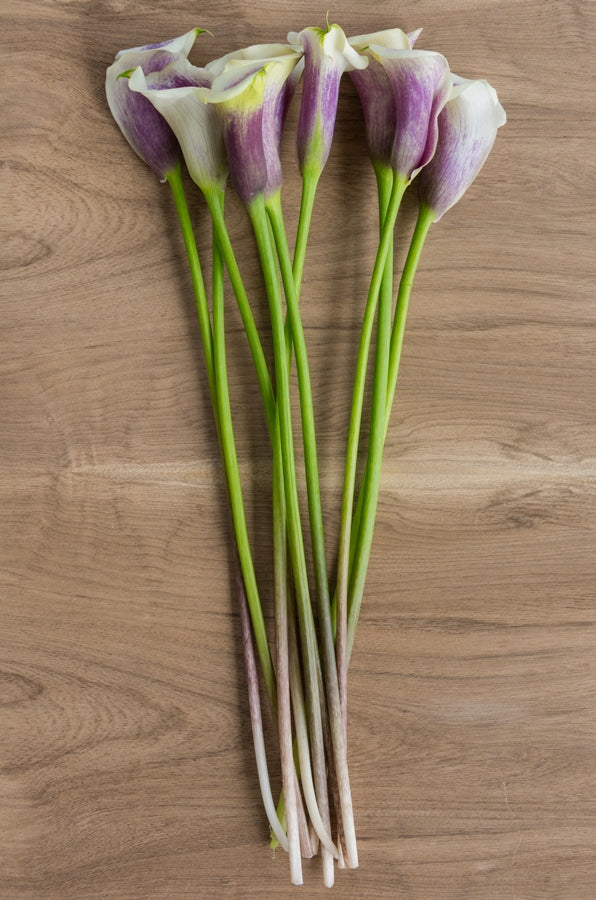 Picasso Bi-color Mini Calla