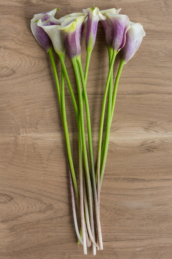 Picasso Bi-color Mini Calla