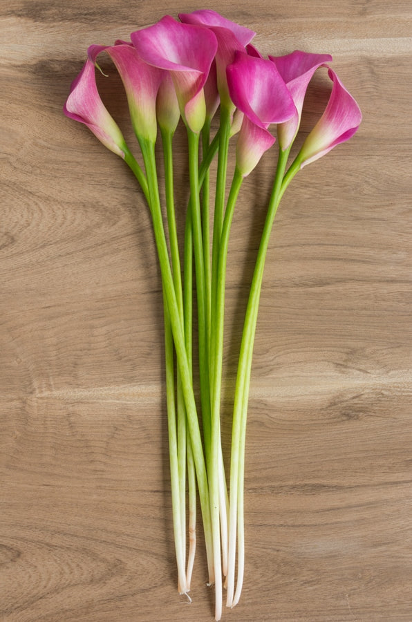Hot Pink Mini Callas