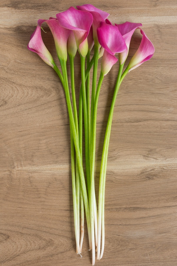 Hot Pink Mini Callas