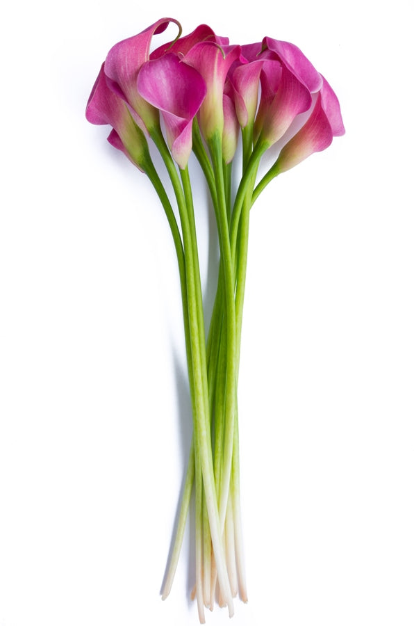Hot Pink Mini Callas