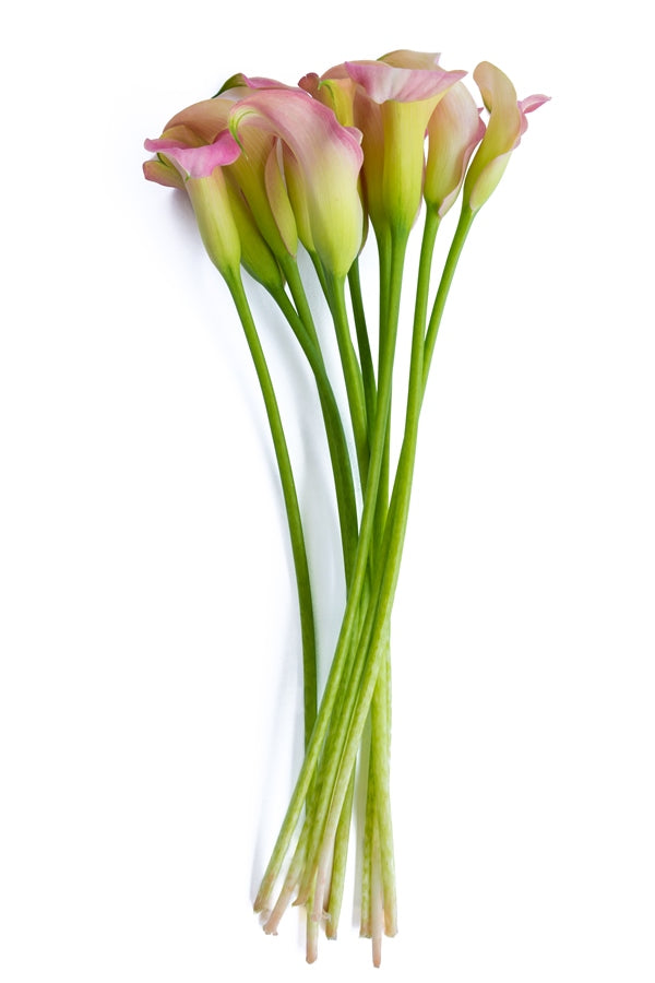 Light Pink Mini Callas