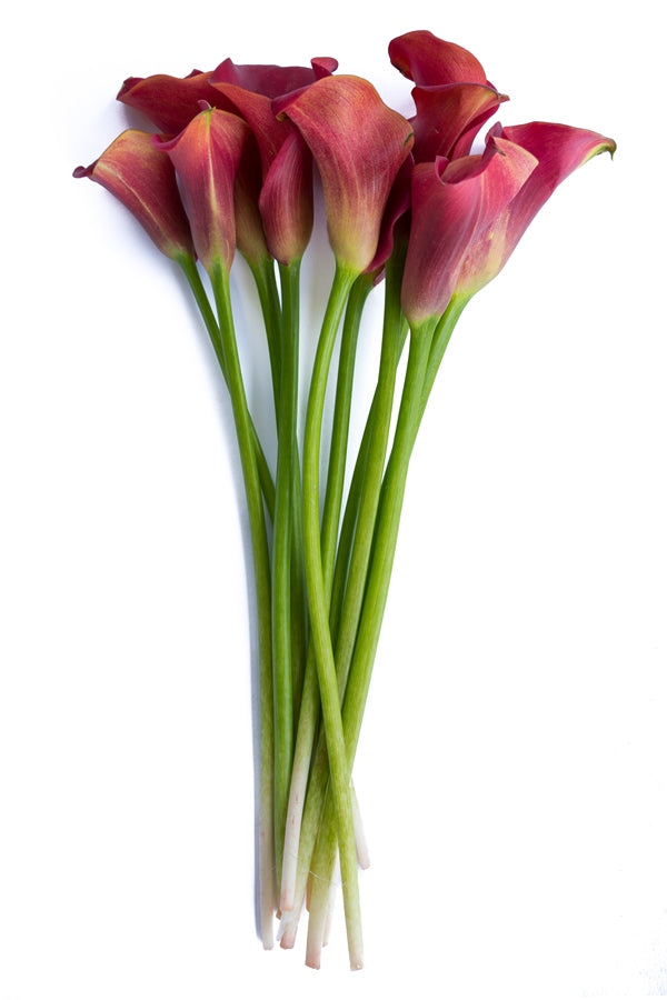 Red Mini Calla