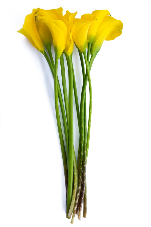 Yellow Mini Calla